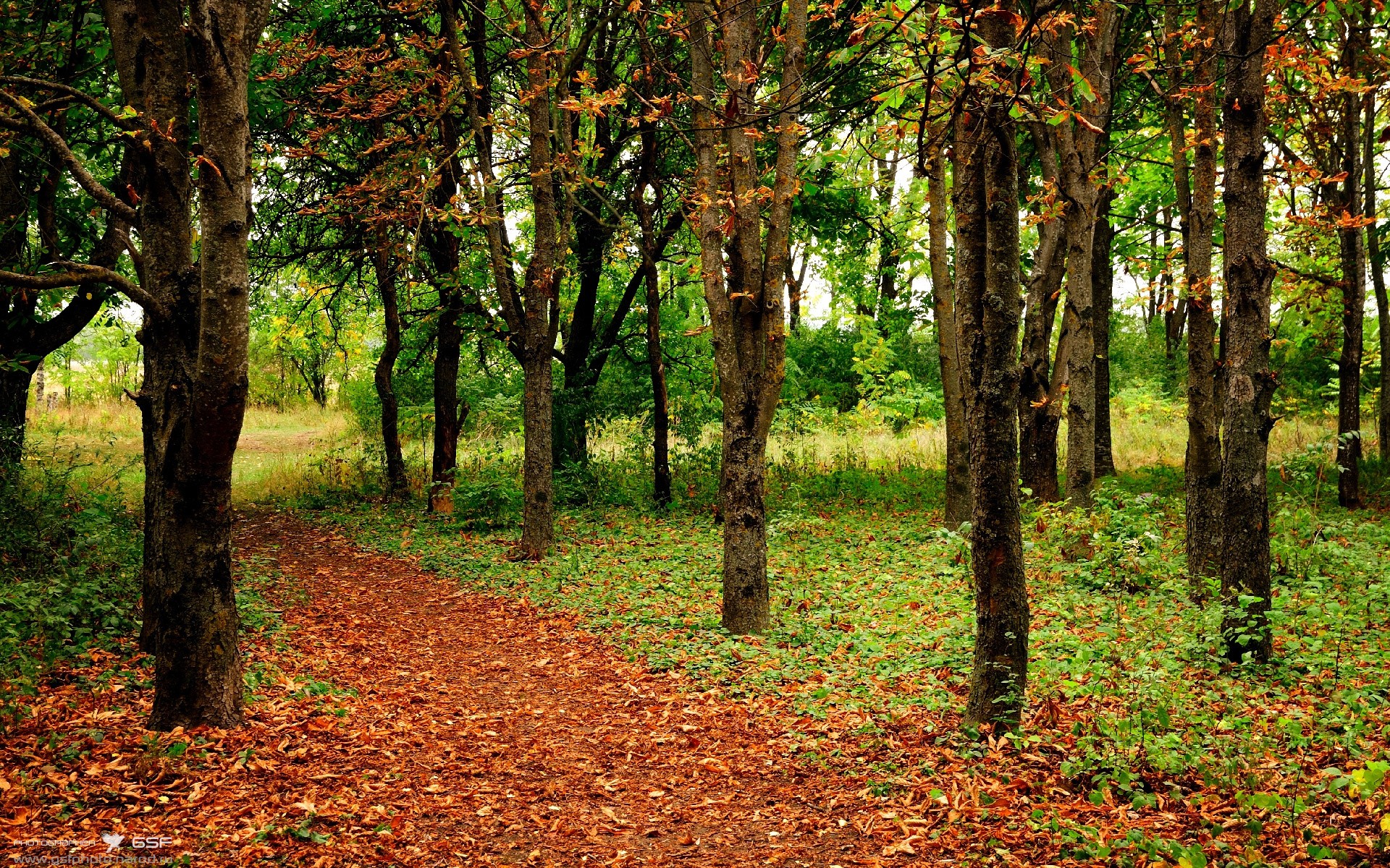 绿茵场上的双重变奏，英超争冠白热化，苏格兰足球复兴震撼欧洲